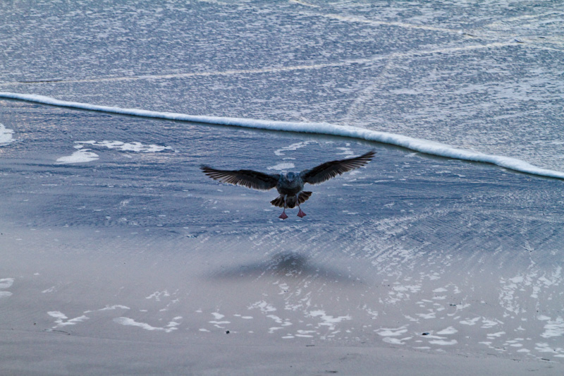 Gull Landing On Beach